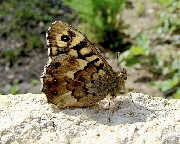 speckled wood